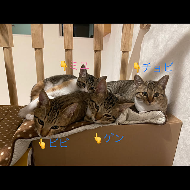 manekinekoさんの実例写真