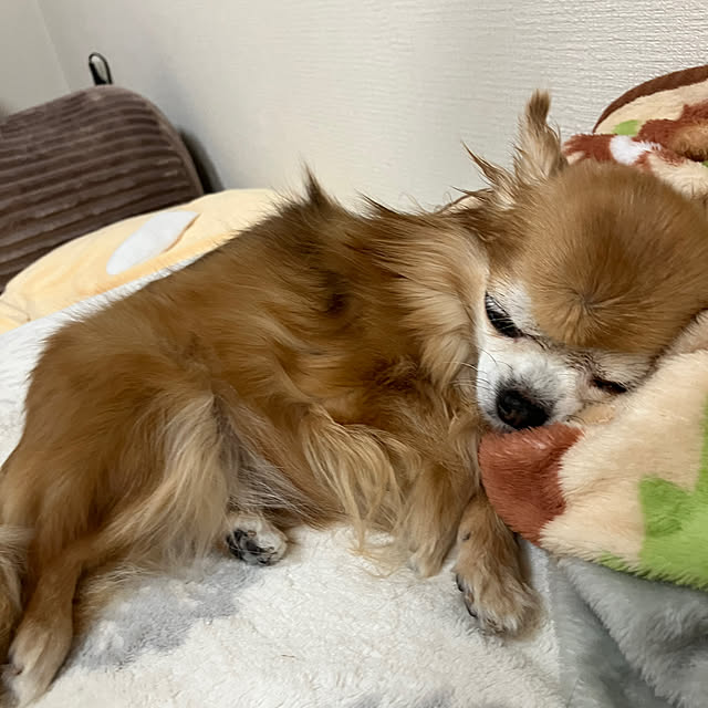 koroさんの部屋
