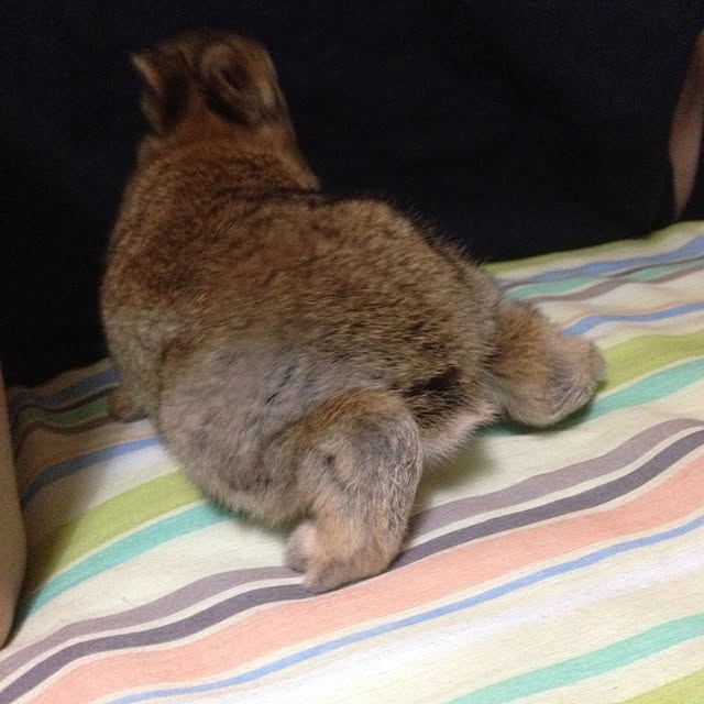 usa_cheeseさんの実例写真