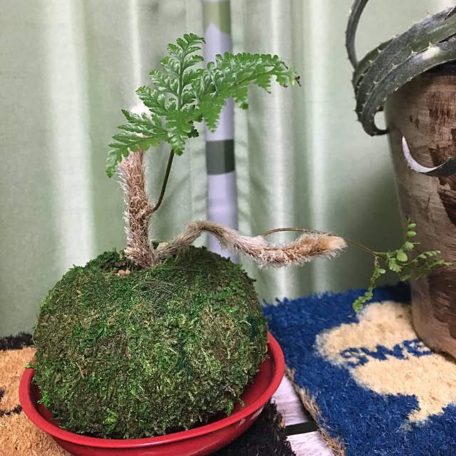 tetra163さんの実例写真
