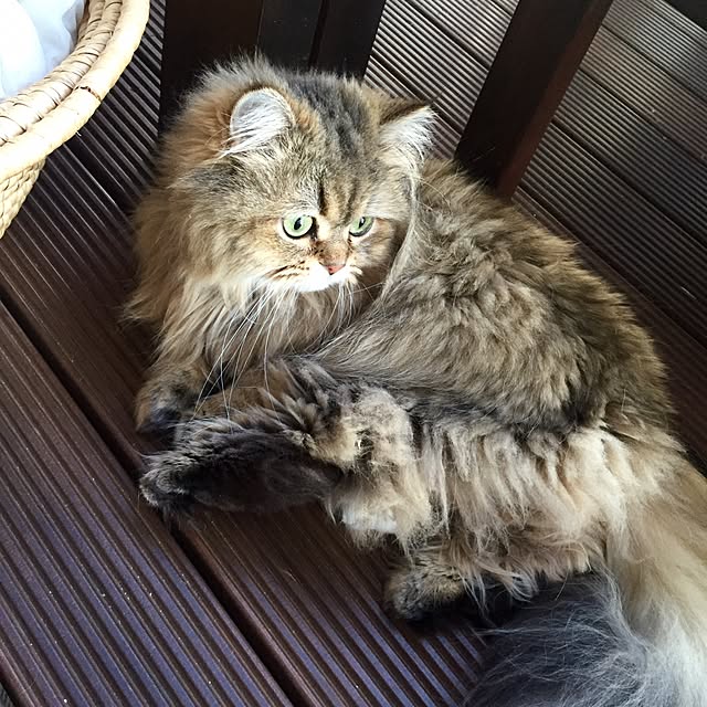 butachanさんの実例写真