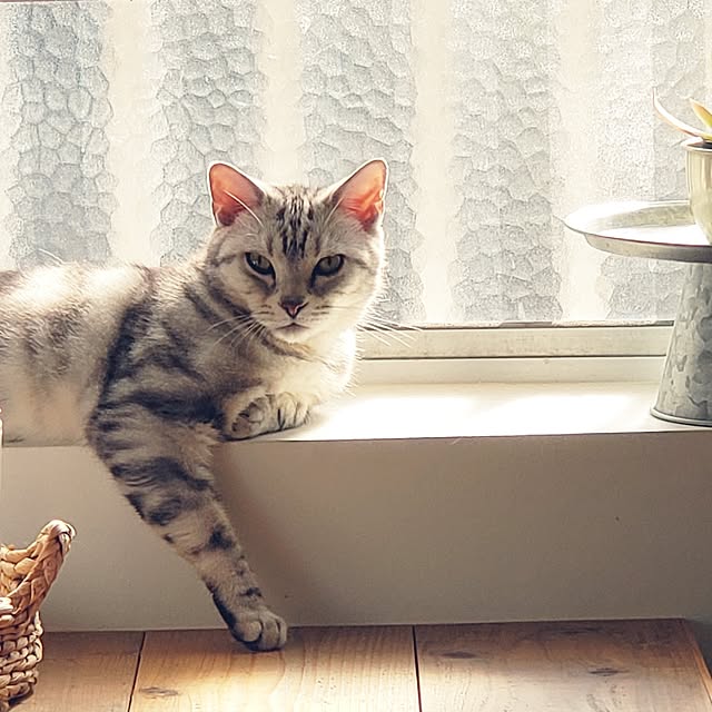 hajiroさんの実例写真