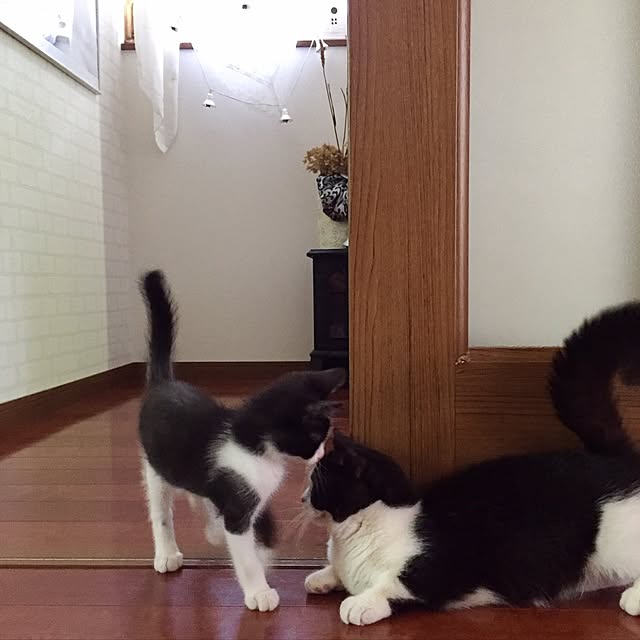 butachanさんの実例写真