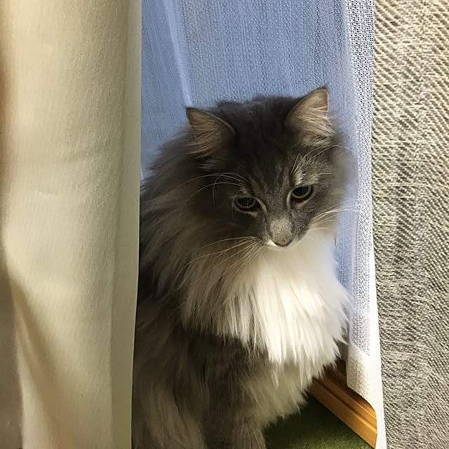 ichanさんの実例写真