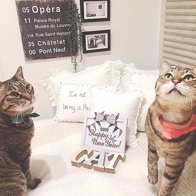 lovecatさんの実例写真