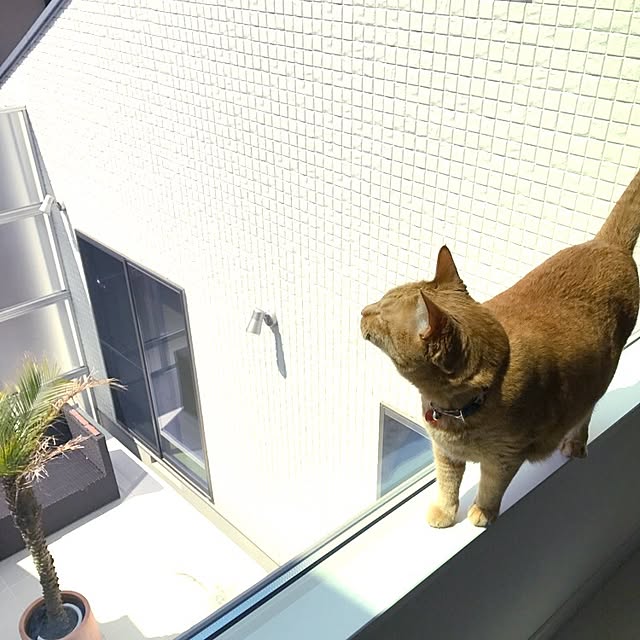 minakoさんの実例写真