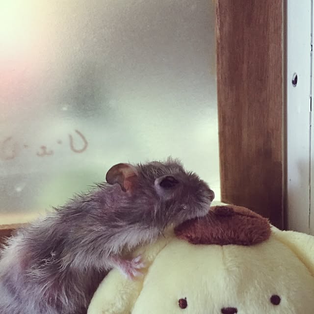 croutonさんの実例写真