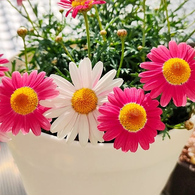 VERANDARJUNさんの実例写真