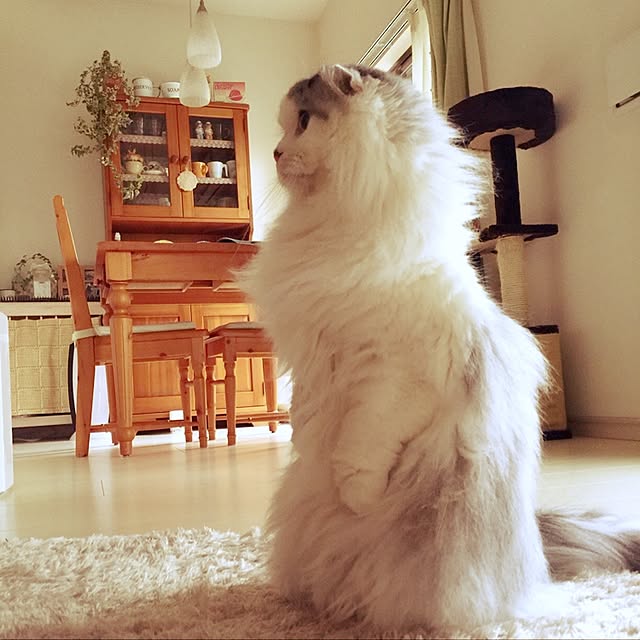 pumareoさんの実例写真