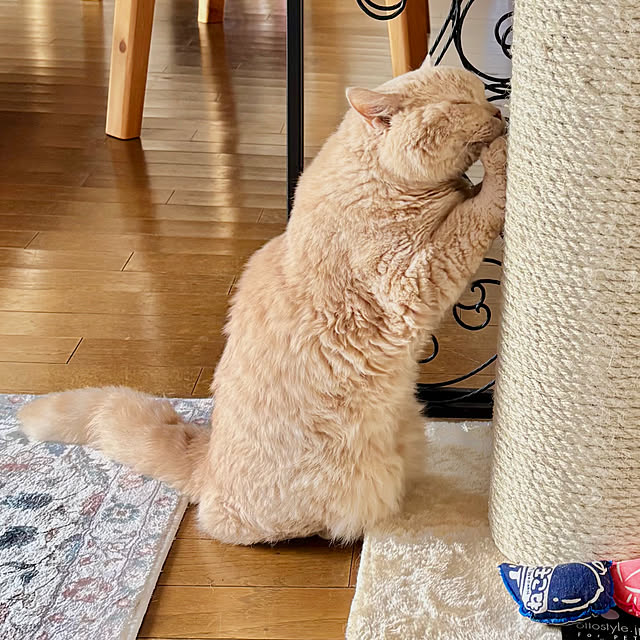 naokoさんの実例写真