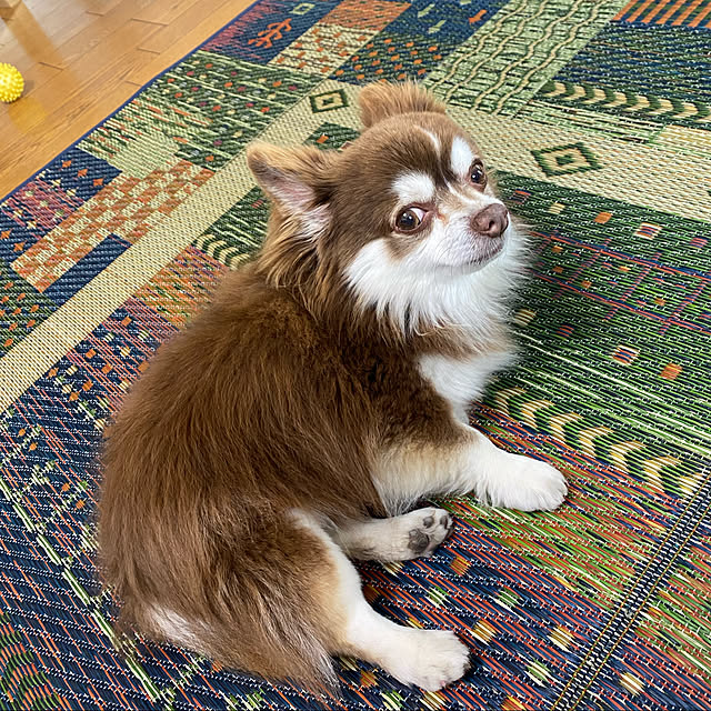 chIoeさんの実例写真