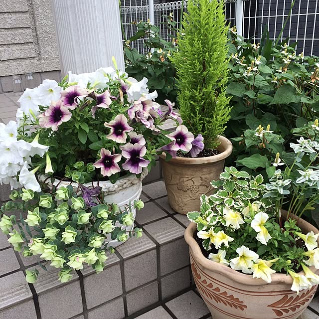 shakuyaku34さんの実例写真