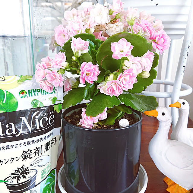 miho.okuさんの実例写真