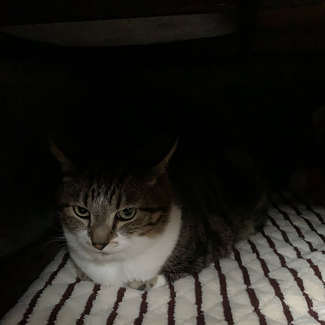 mariさんの実例写真