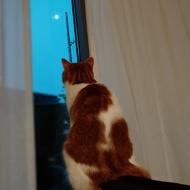 Coney_Island_NYさんの実例写真