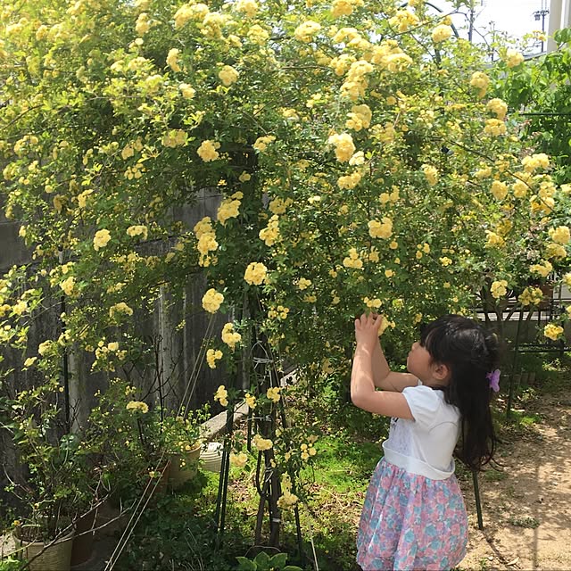 momotakumamaさんの実例写真