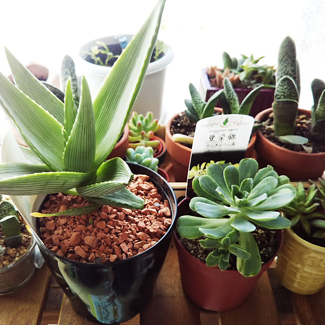 鉢植え アエオニウムのおすすめ商品とおしゃれな実例 鉢植え アエオニウムのおすすめ商品とおしゃれな実例