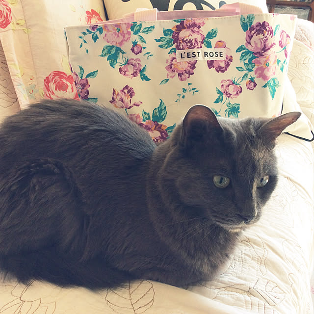 momokiriさんの実例写真