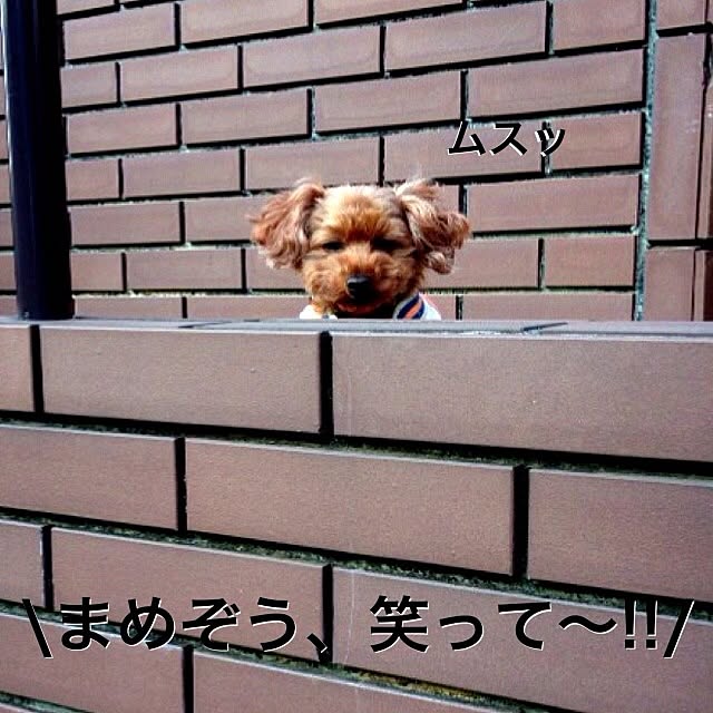 mamezoooさんの実例写真