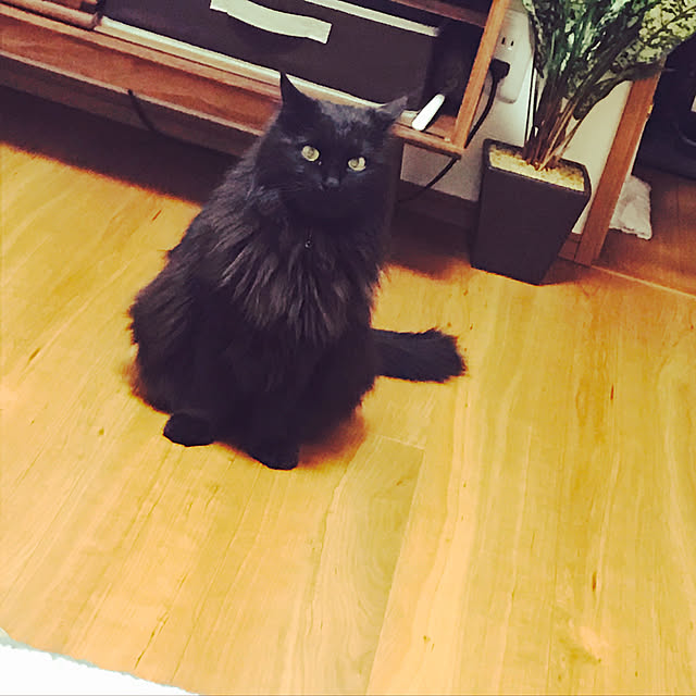 minamiさんの実例写真