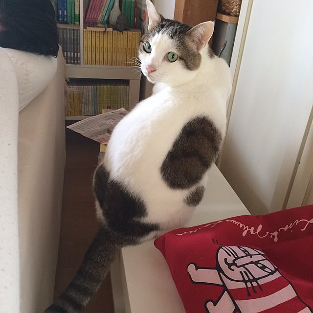kojiさんの実例写真