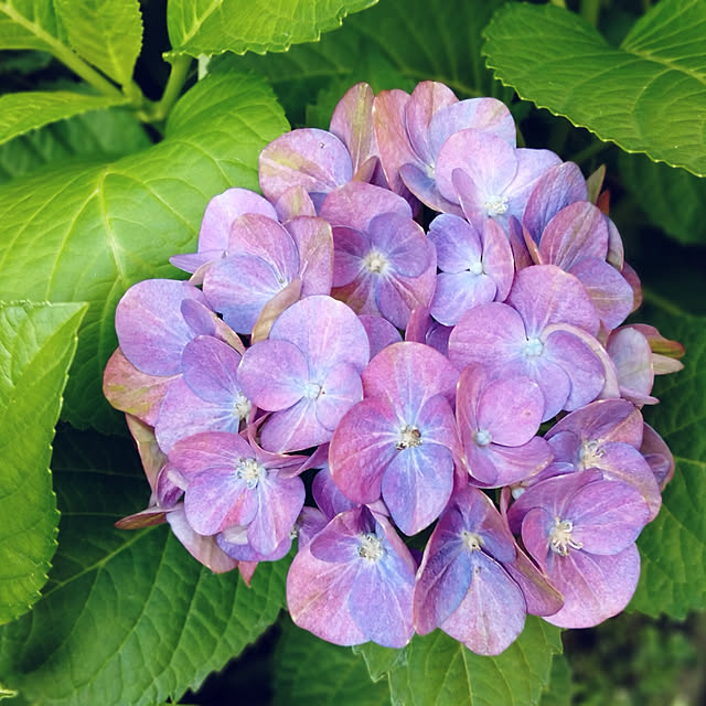 玄関/入り口/成長記録/シェードガーデン/地植え/花のある暮らし...などのインテリア実例 - 2020-06-18 10:52:01