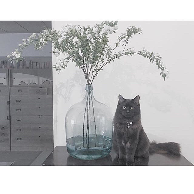 SHIOKONBUさんの実例写真