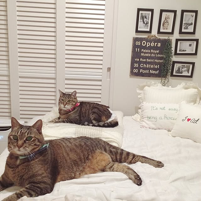 lovecatさんの実例写真