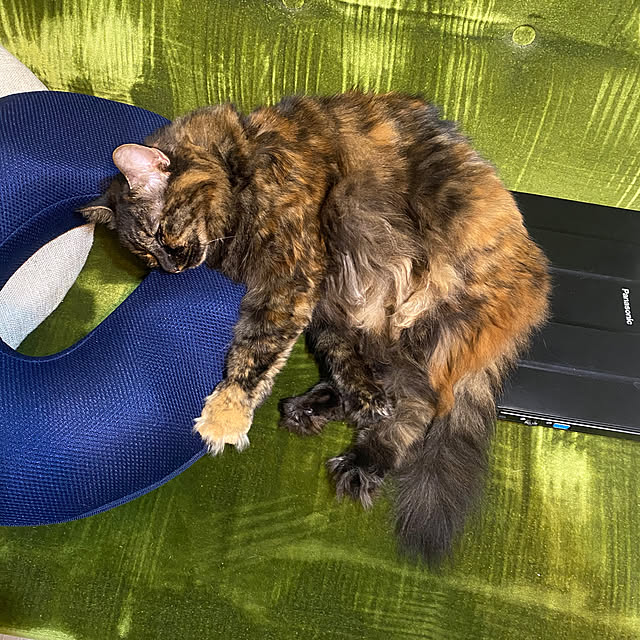 mikomaruさんの実例写真