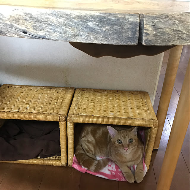 tornadeさんの実例写真