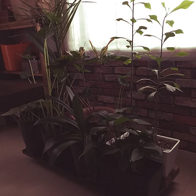chuchuさんの実例写真