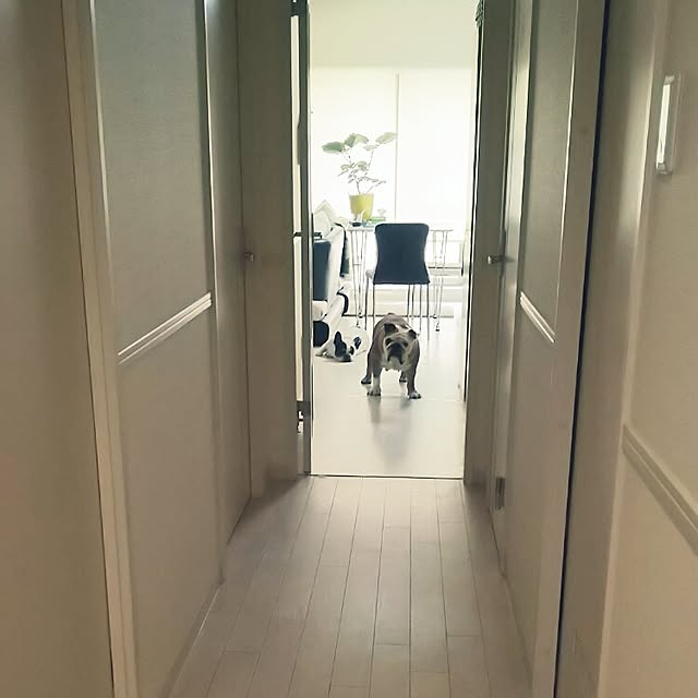 panchobiさんの実例写真