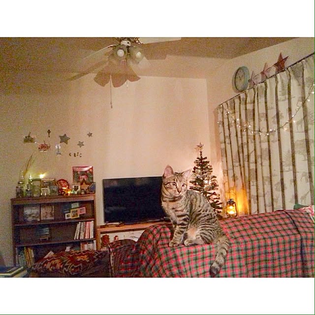 myrteさんの実例写真