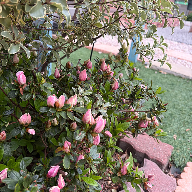 ronronさんの部屋