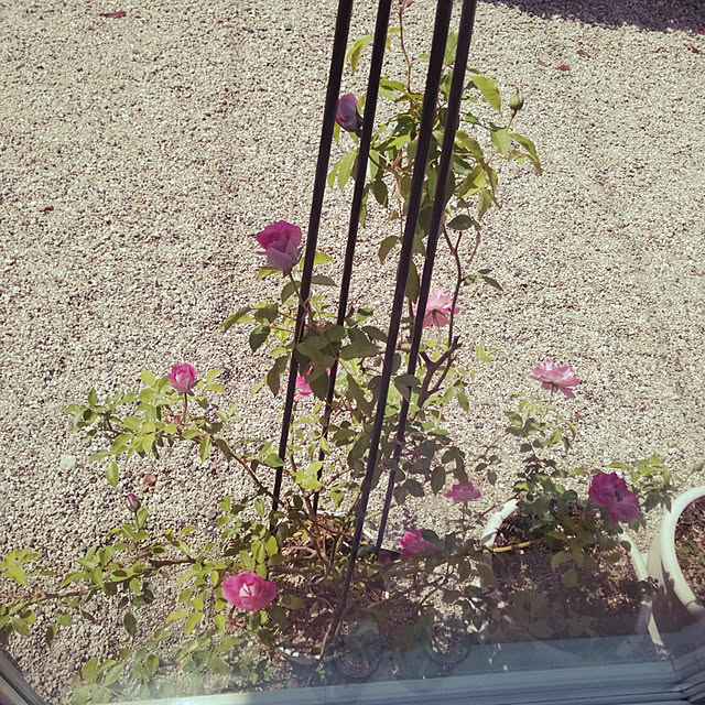 lilyさんの実例写真