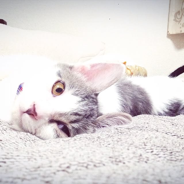 ベッド周り/ひさびさの投稿/名前はサツキ/猫メインですみませんm(__)m/我が猫の写真...などのインテリア実例 - 2015-09-02 18:57:24