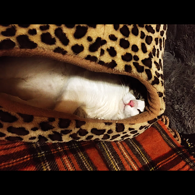 marusanさんの実例写真
