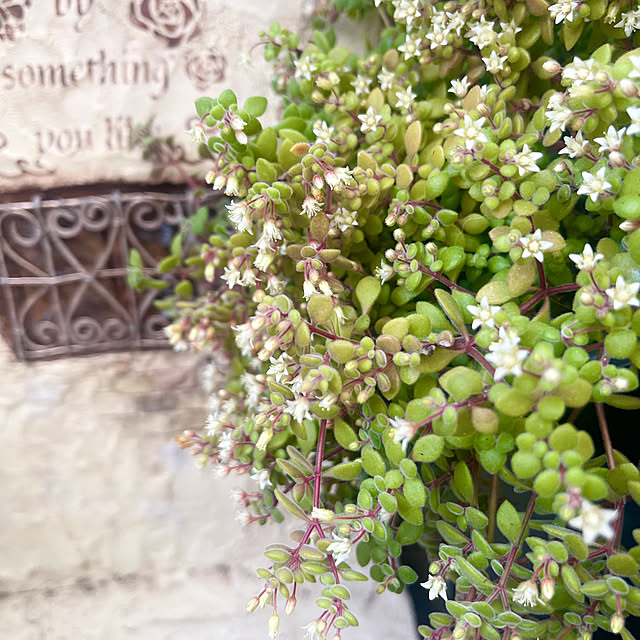 calmeさんの実例写真