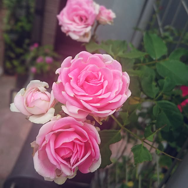 mimi828さんの実例写真