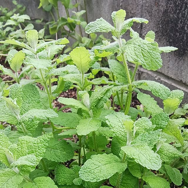 aiさんの実例写真