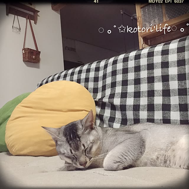 kotoriさんの実例写真