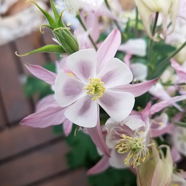 keikomokonさんの実例写真