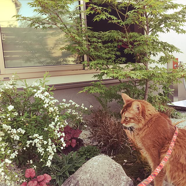 sakineko528さんの実例写真