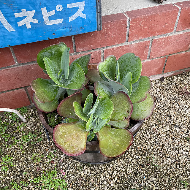 shin0719さんの実例写真