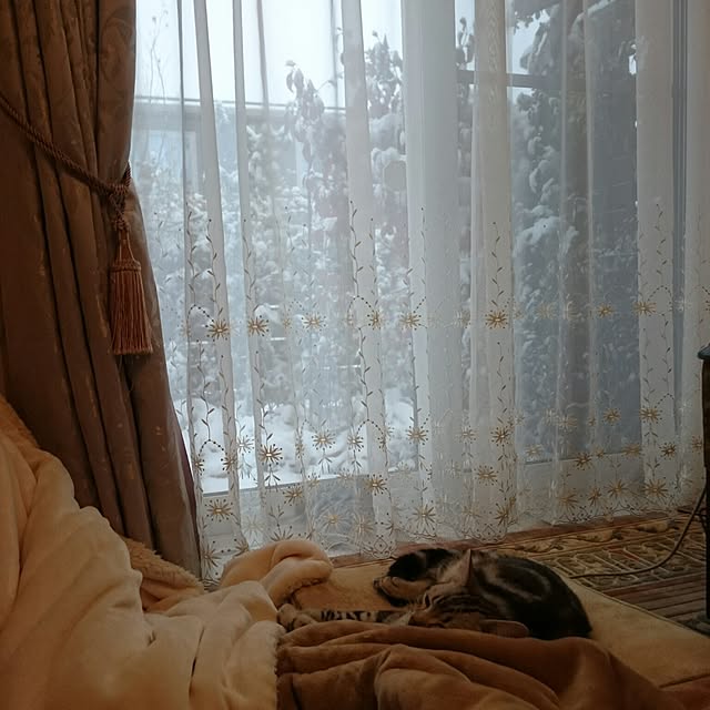 Reoさんの実例写真
