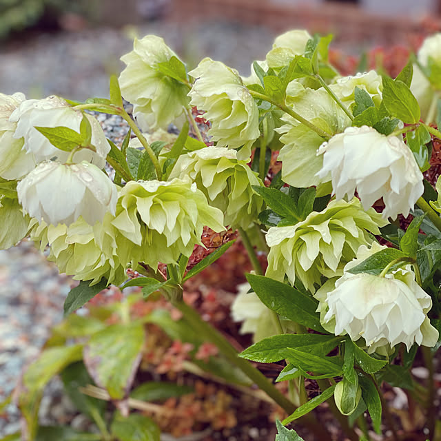 kuremaさんの実例写真