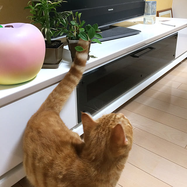 nekoさんの実例写真