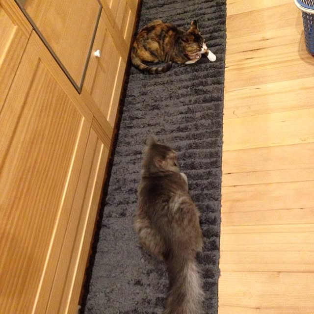 shonekoさんの実例写真