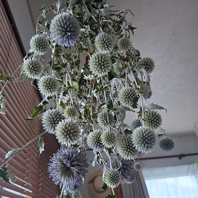 midoriさんの実例写真