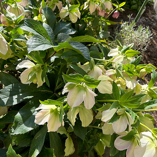 botanさんの部屋